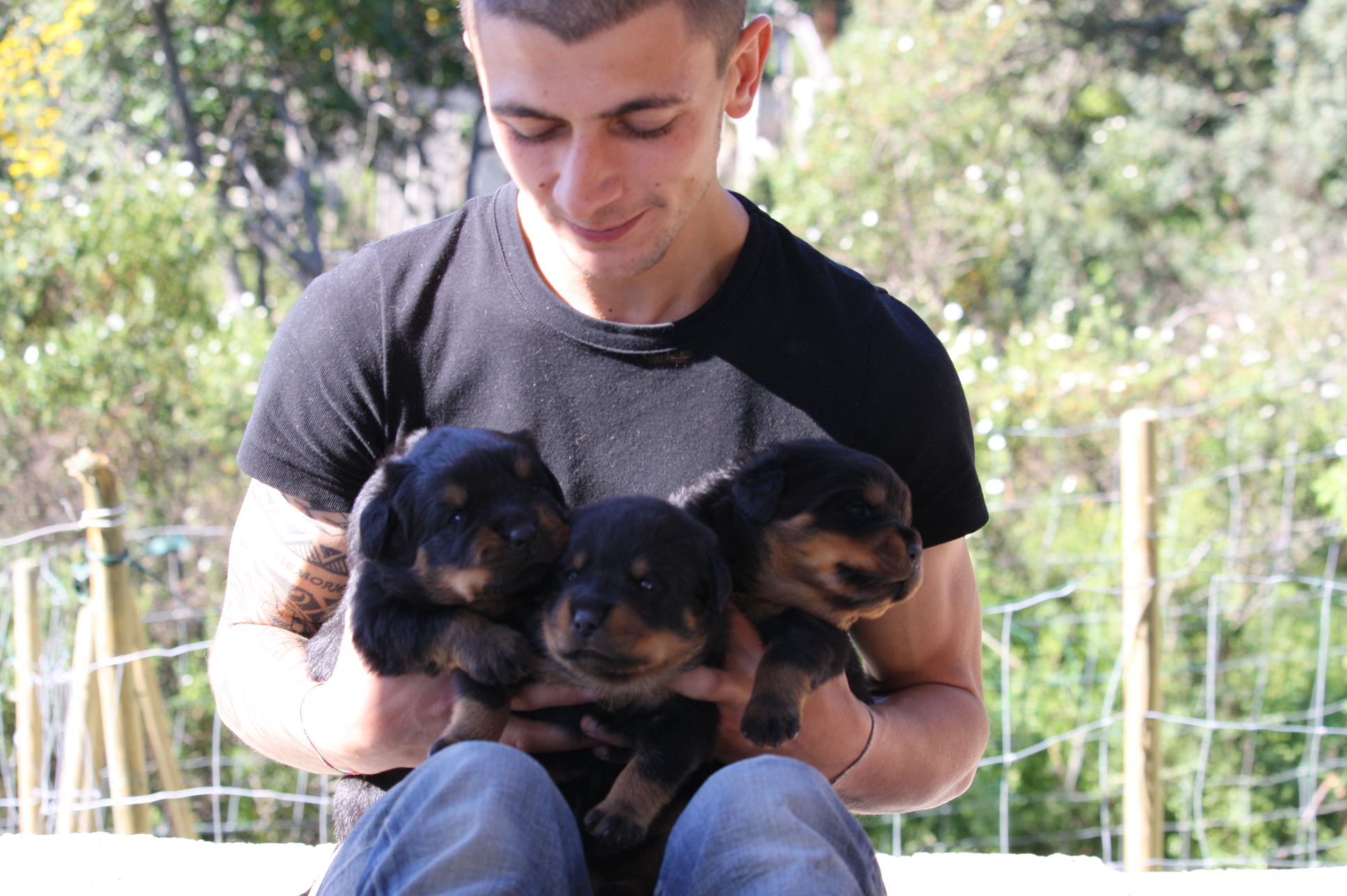 chiot-lupino-enterre-vivant-corse-11