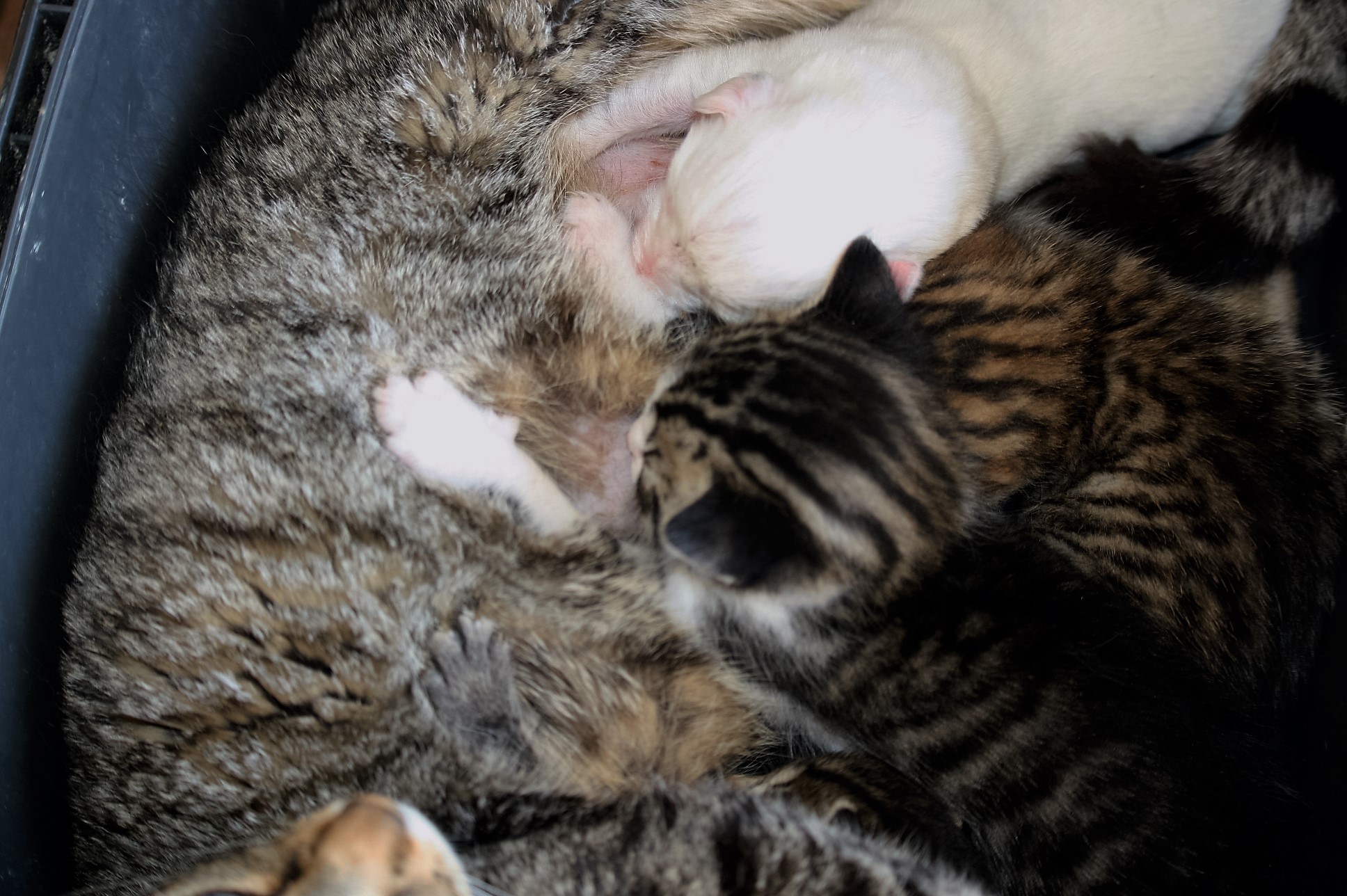 chiot-lupino-enterre-vivant-corse-14