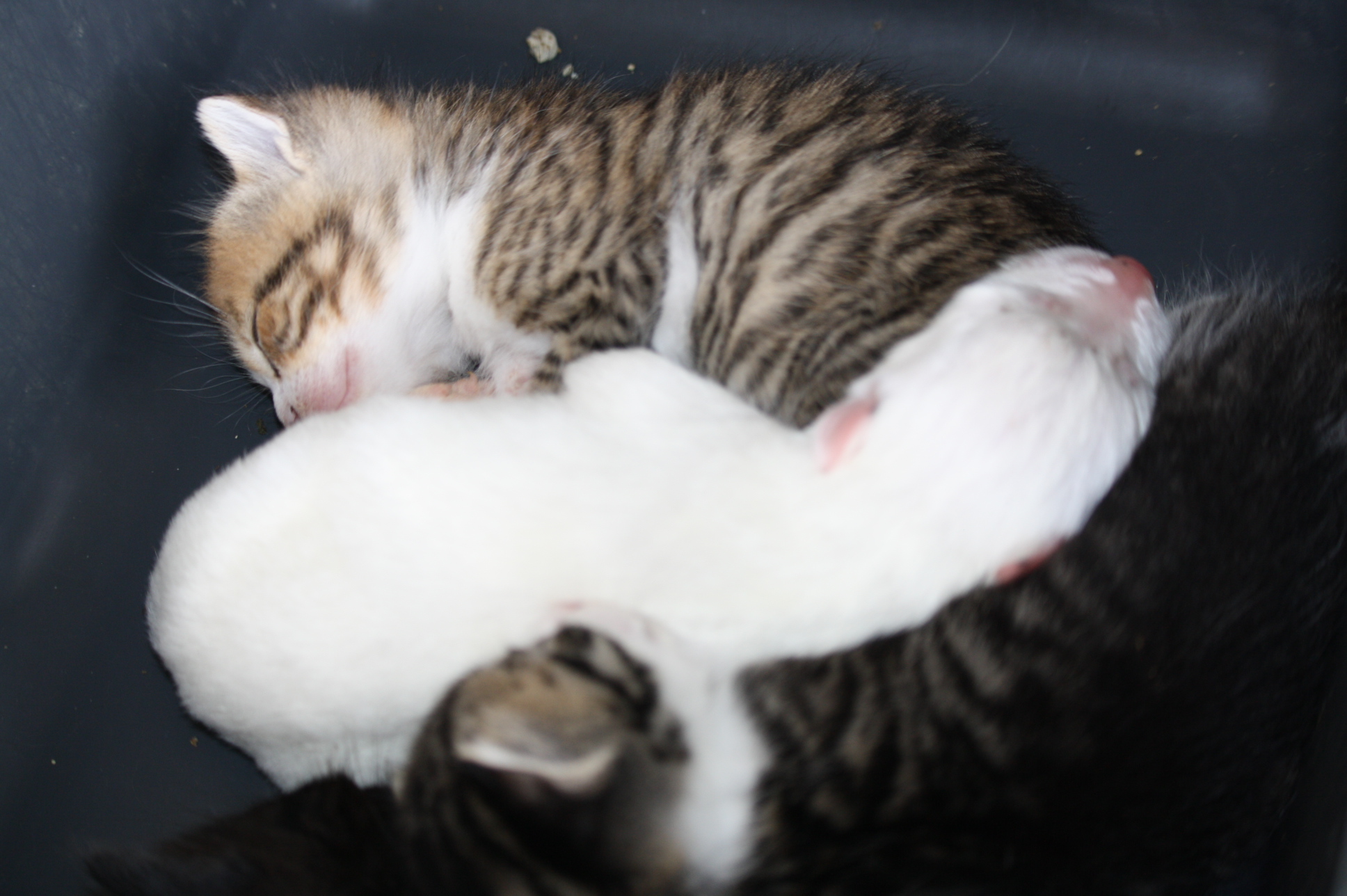 chiot-lupino-enterre-vivant-corse-15