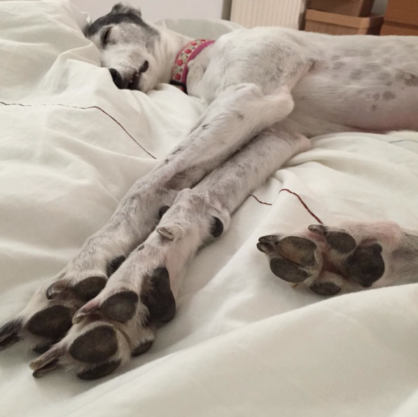13 Of The Laziest Dog Breeds Ever BowWow Times
