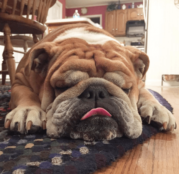 sleepy-buldog-3