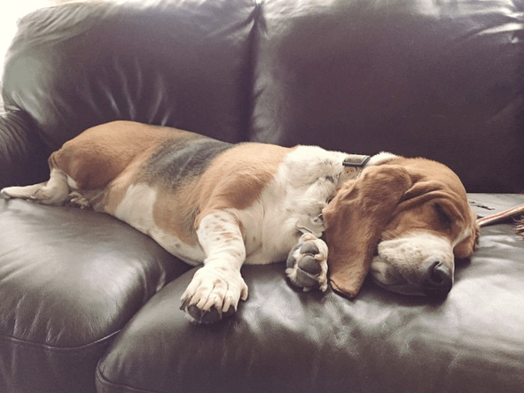 basset-lazy