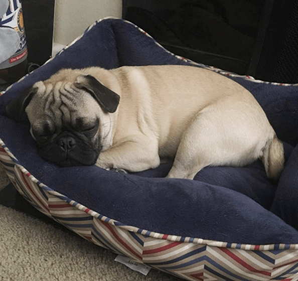 lazy-pug