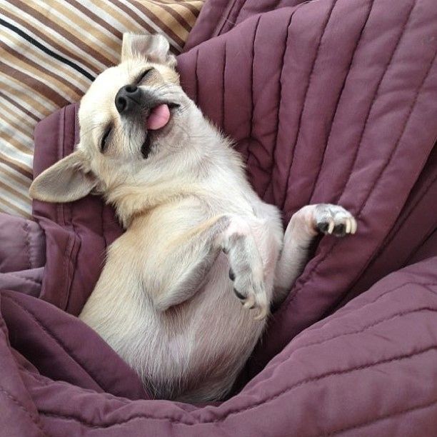 13 Of The Laziest Dog Breeds Ever BowWow Times