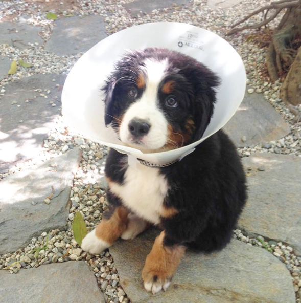 12 Things You Can Do To Ensure Your Dog Lives A Long And Healthy Life