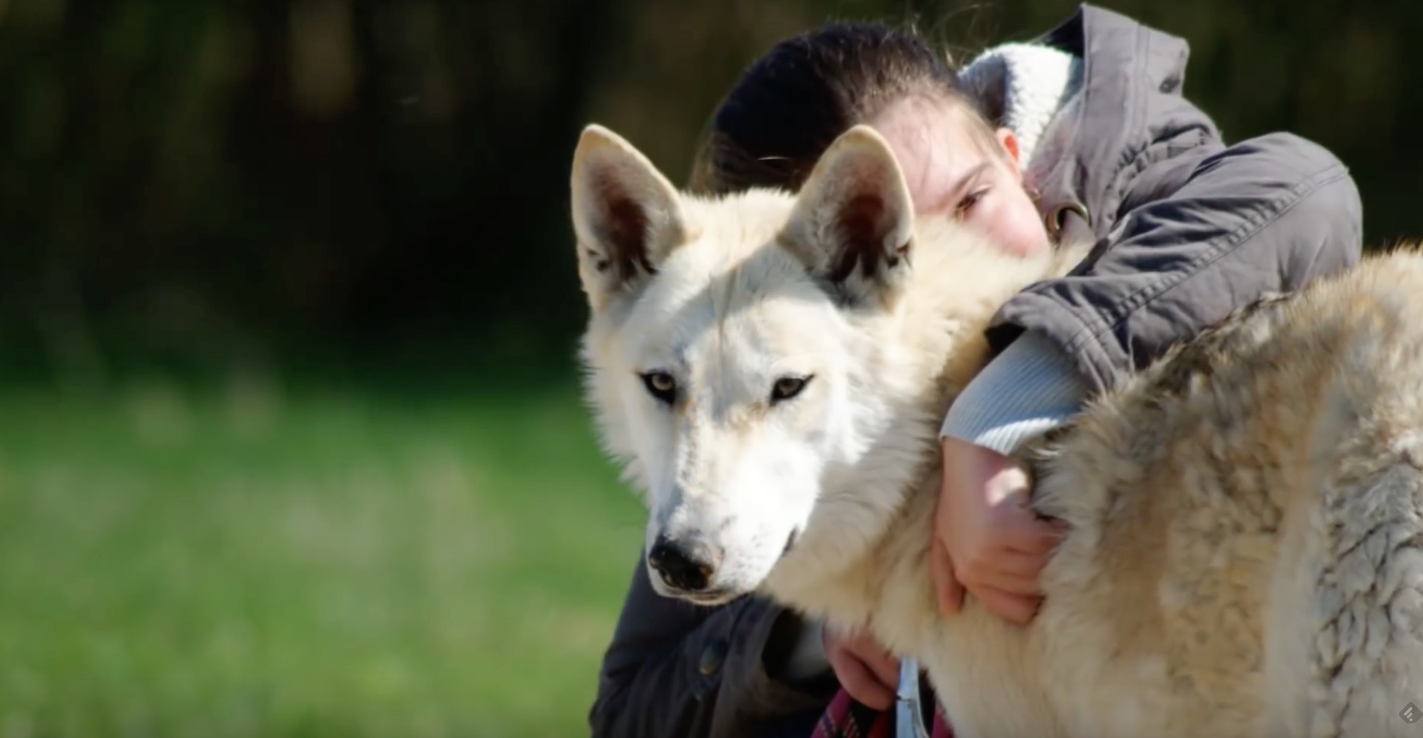 Un chien-loup et sa famille
