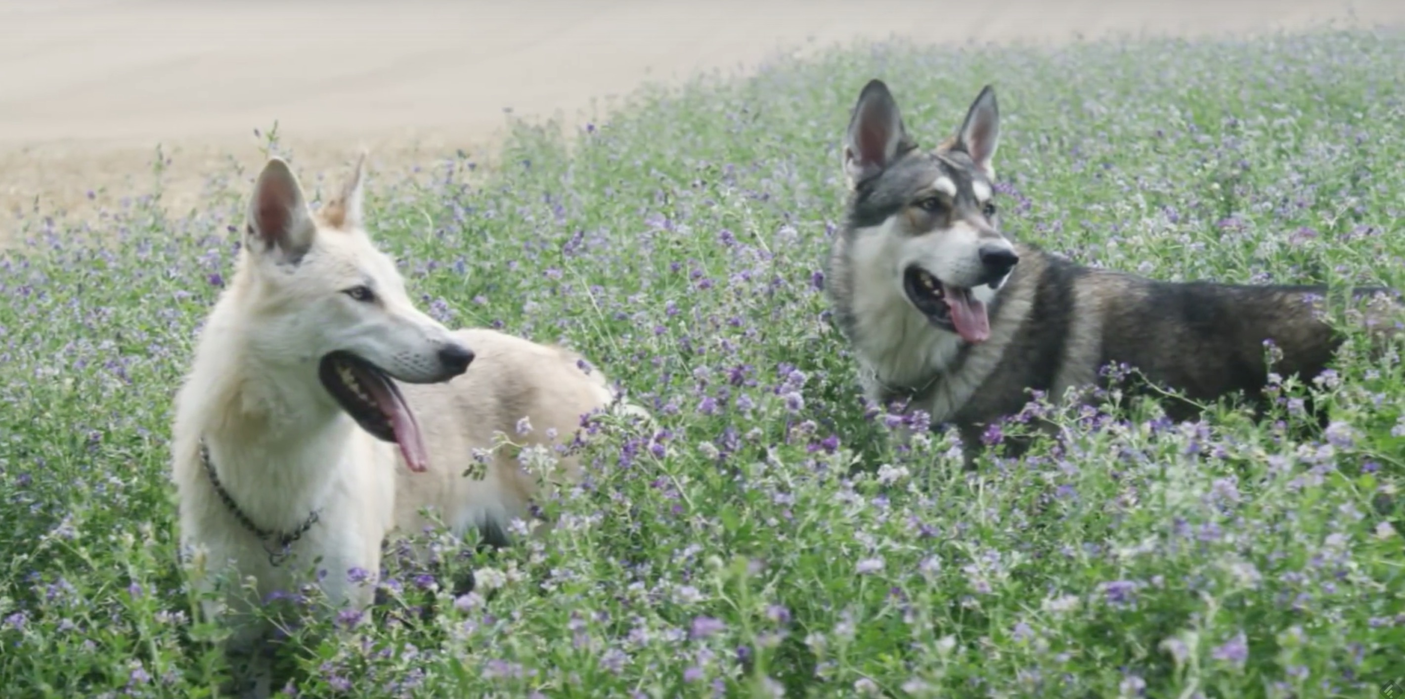 Le chien-loup est une race très sociable