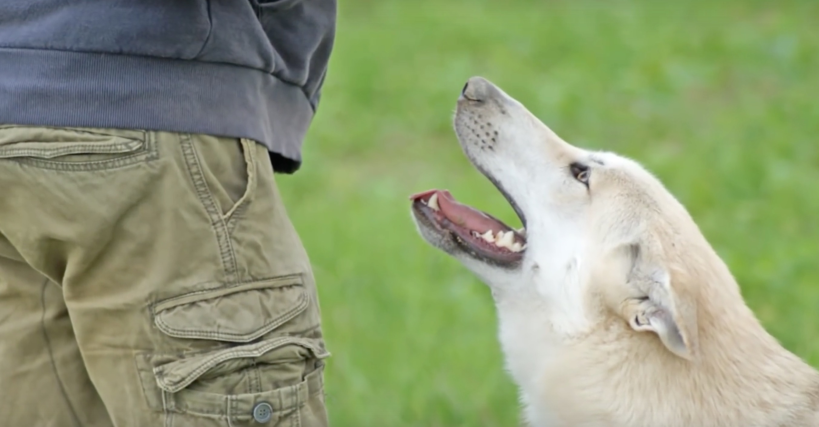 Un chien-loup à l'origine inconnue
