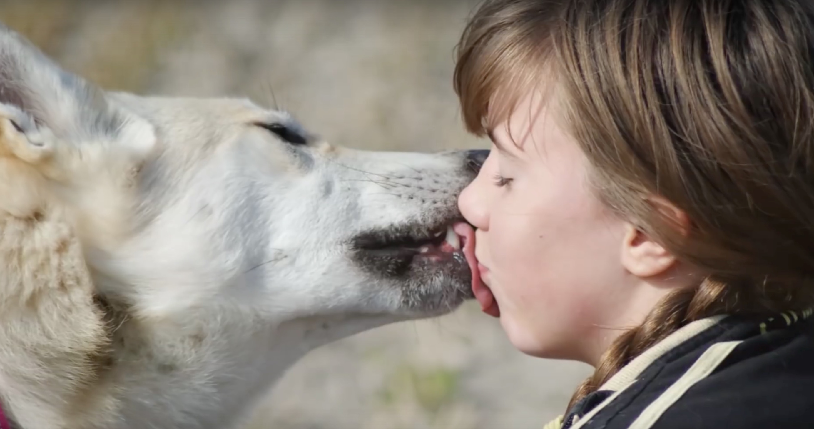 Un "bisou" d'un chien-loup
