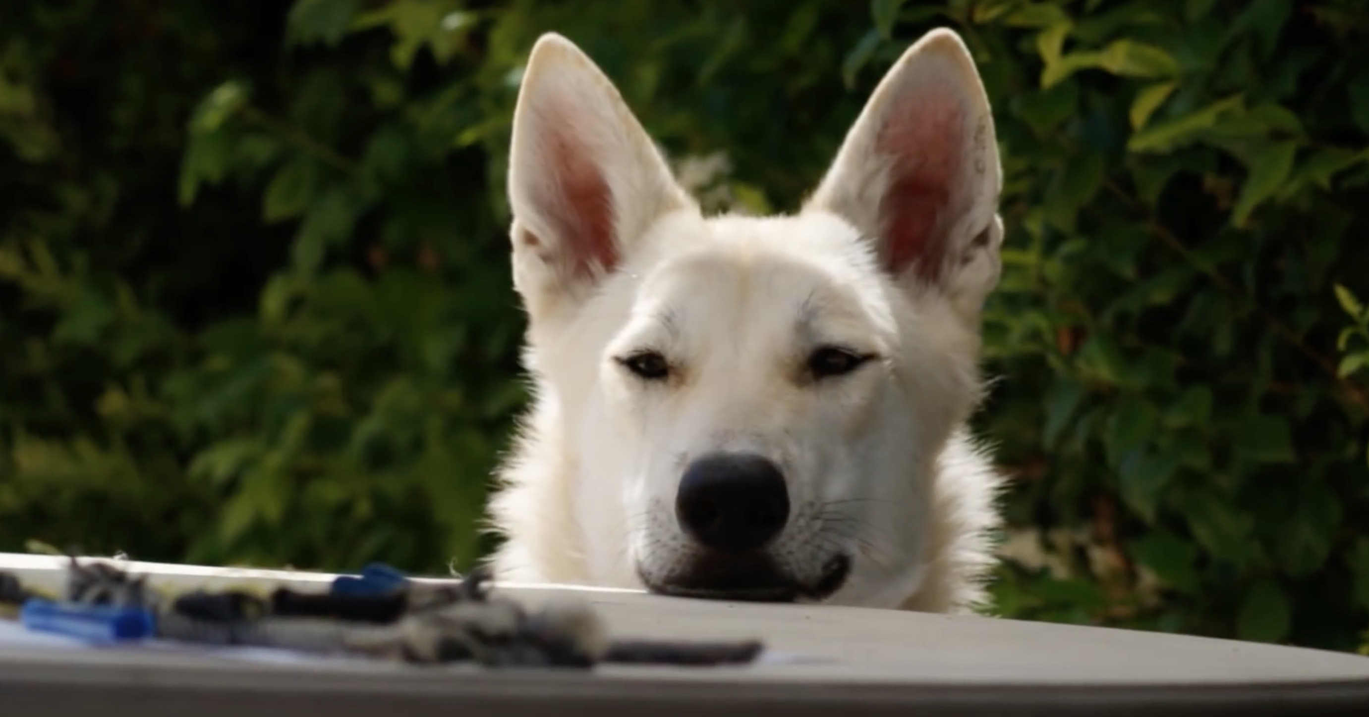 Un chien-loup americain, different d'un chien-loup de saarloos
