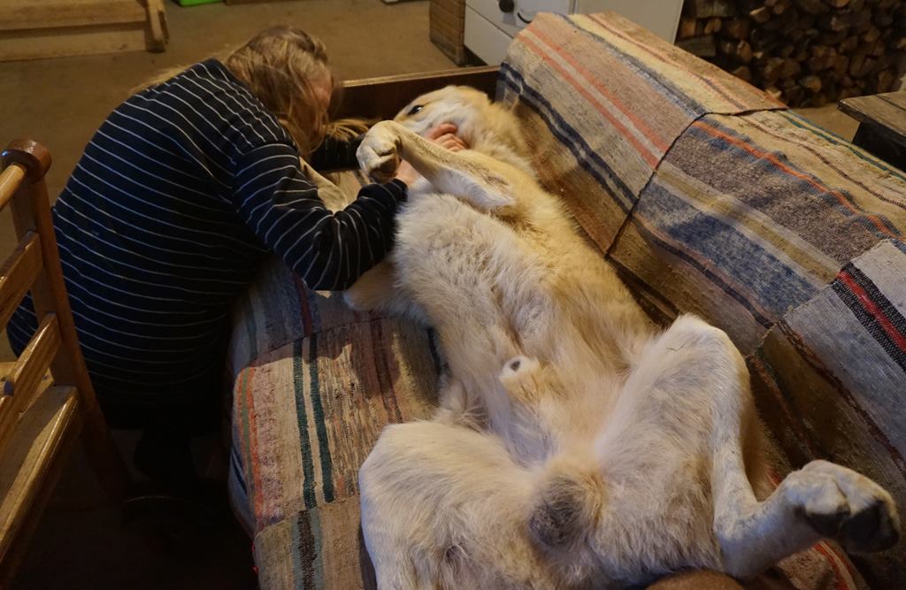 Le chien-loup est un chien très affectueux 