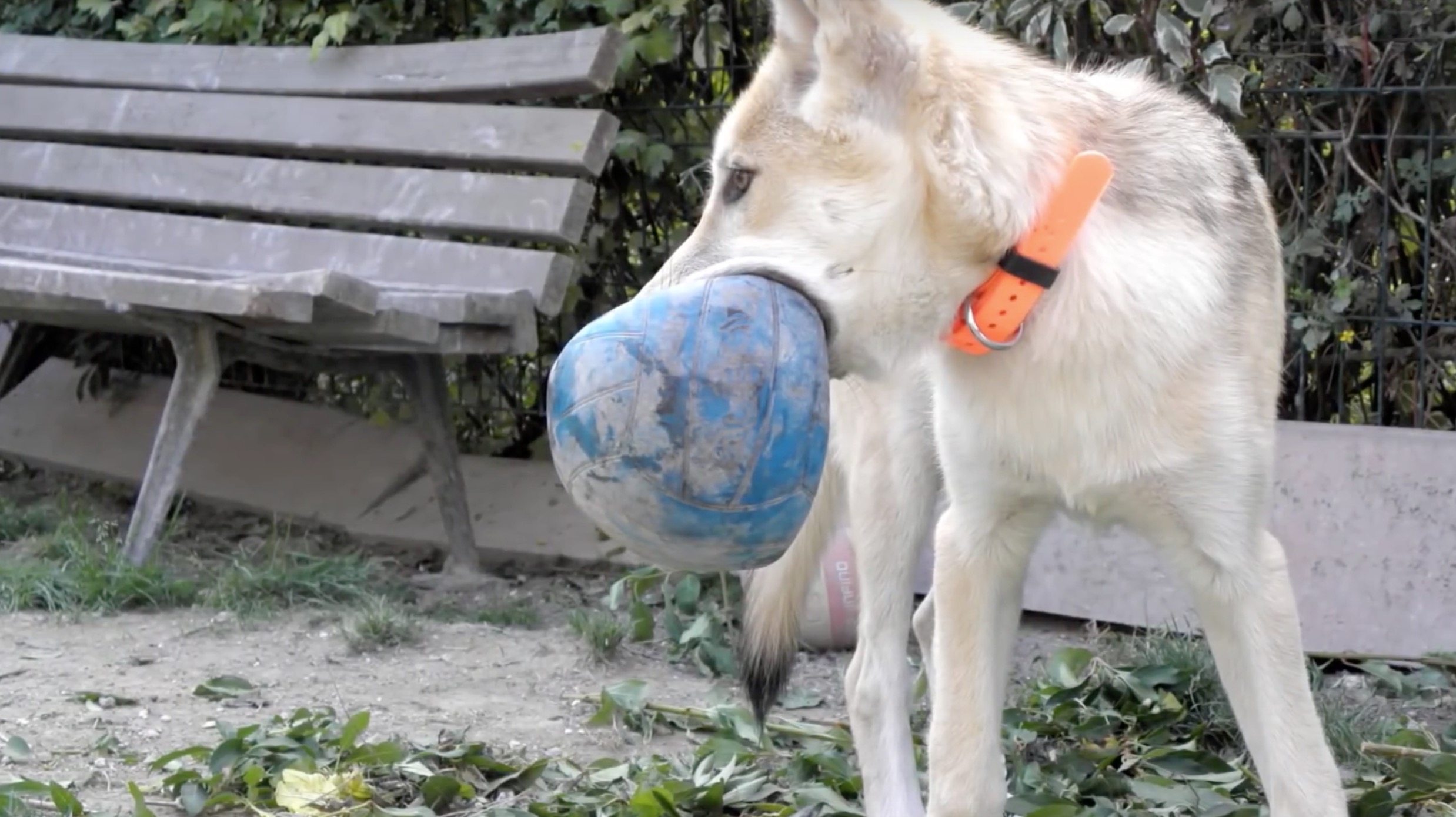 Le chien-loup est une race de chien très joueuse