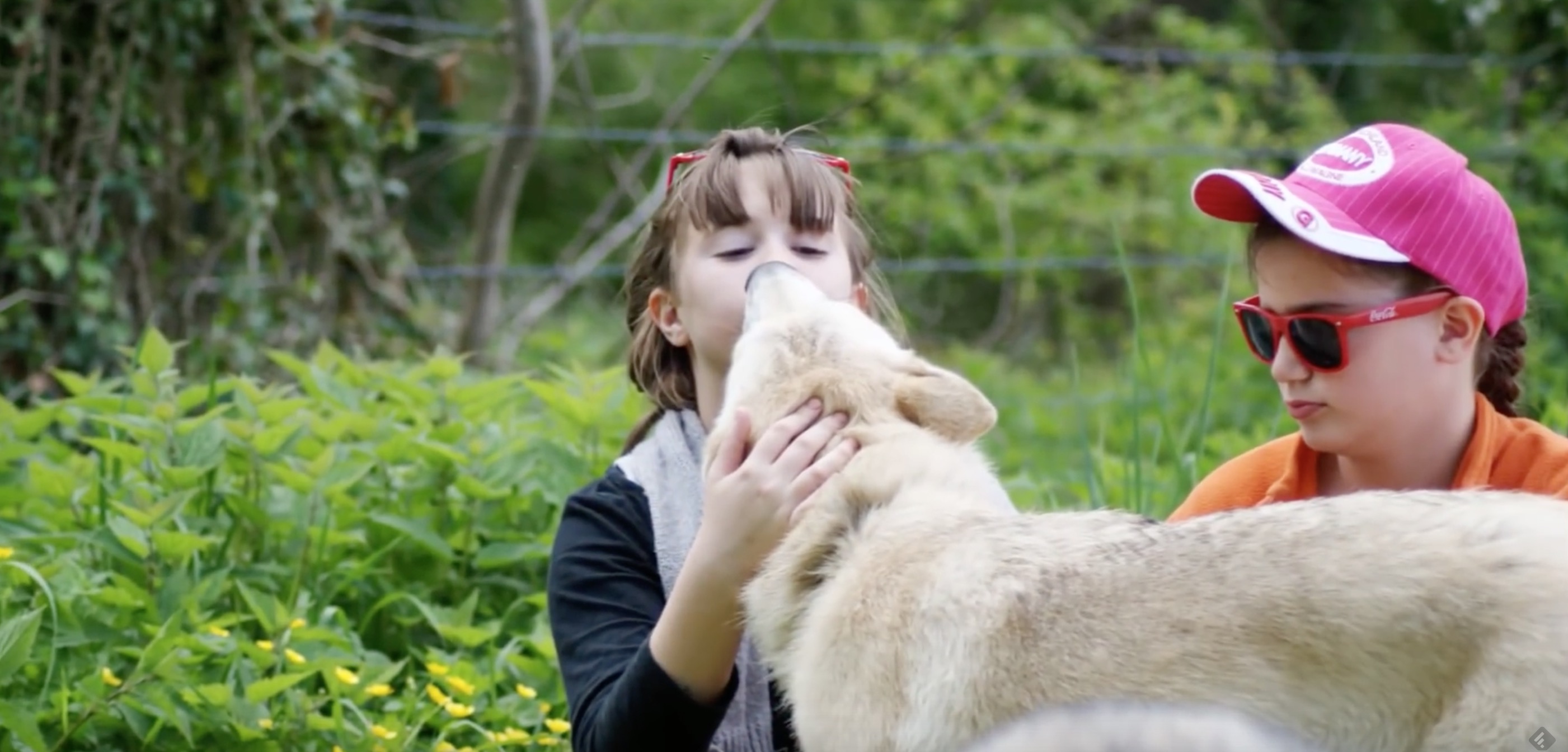 un chien-loup americain avec sa famille