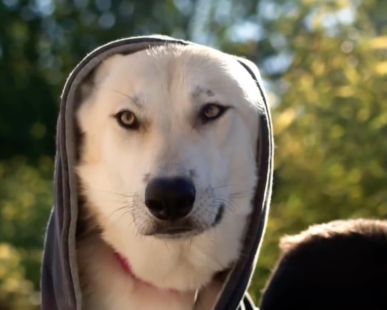 Un chien-loup de compagnie