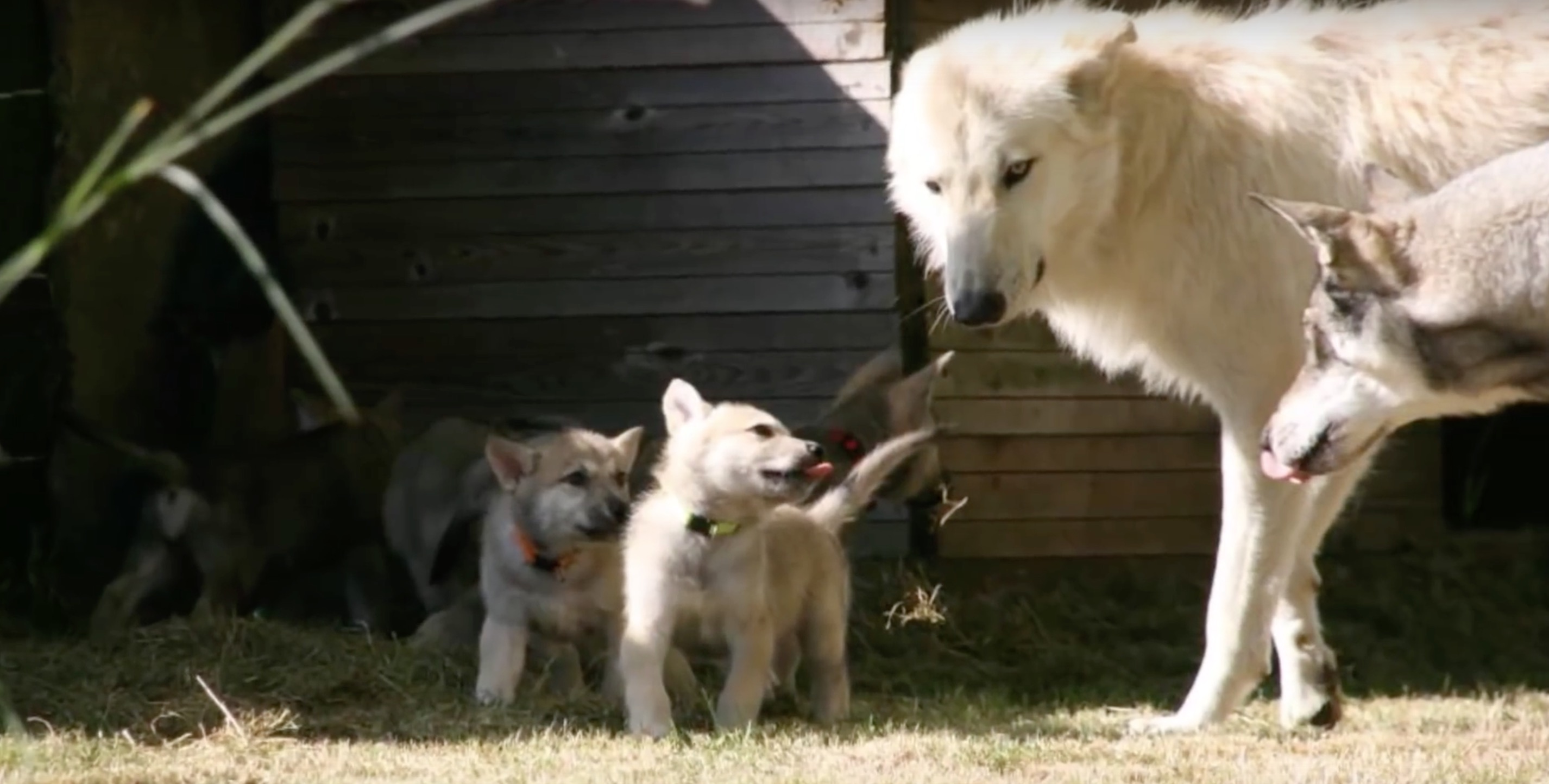 un chien-loup et des chiots