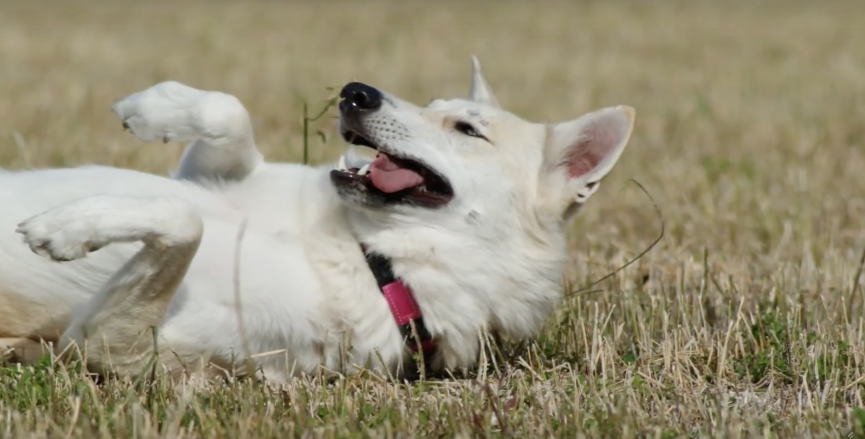 photo d'un des chien-loup americain condamné