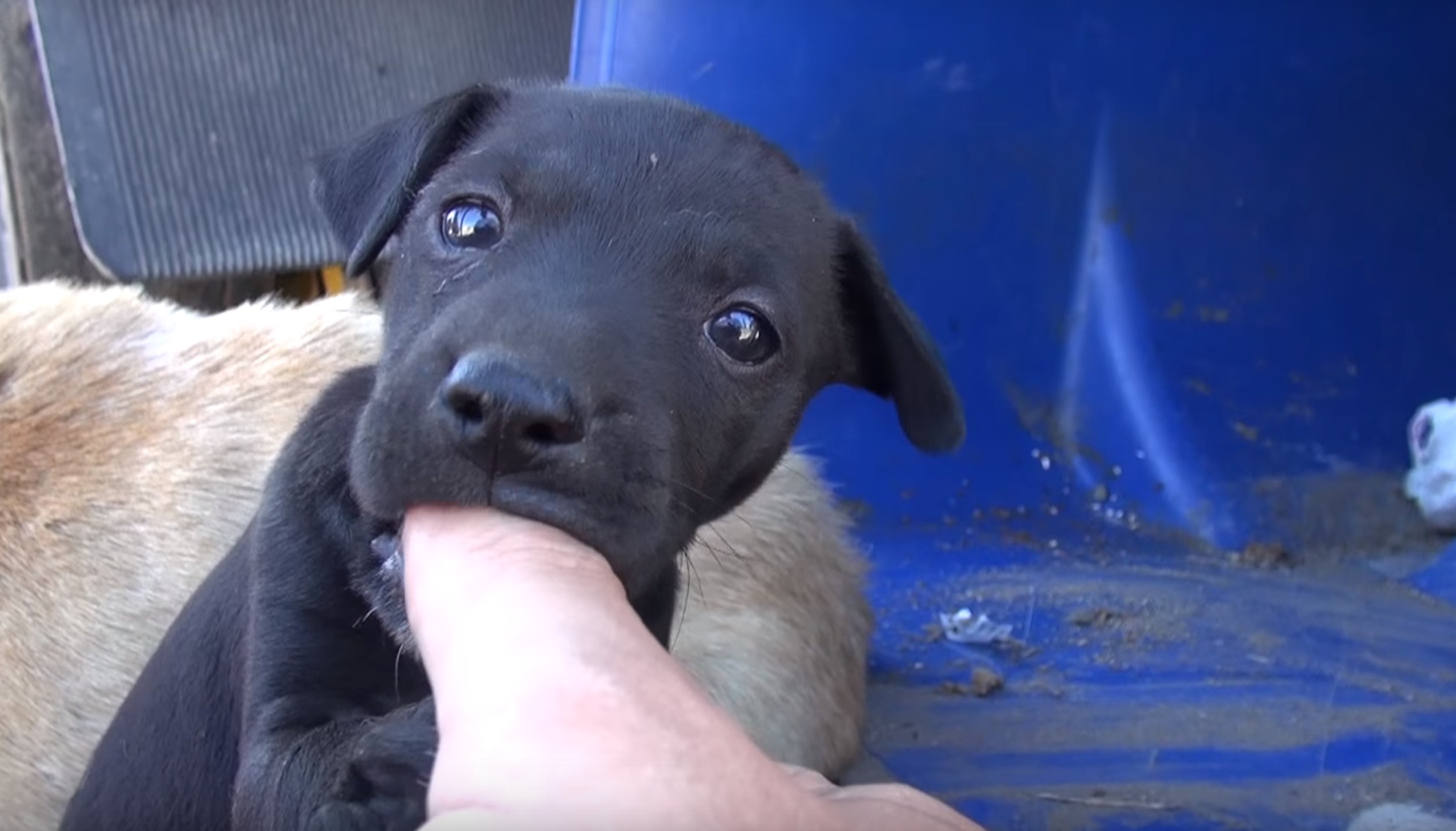 zoe-chienne-poubelle-chiot-5