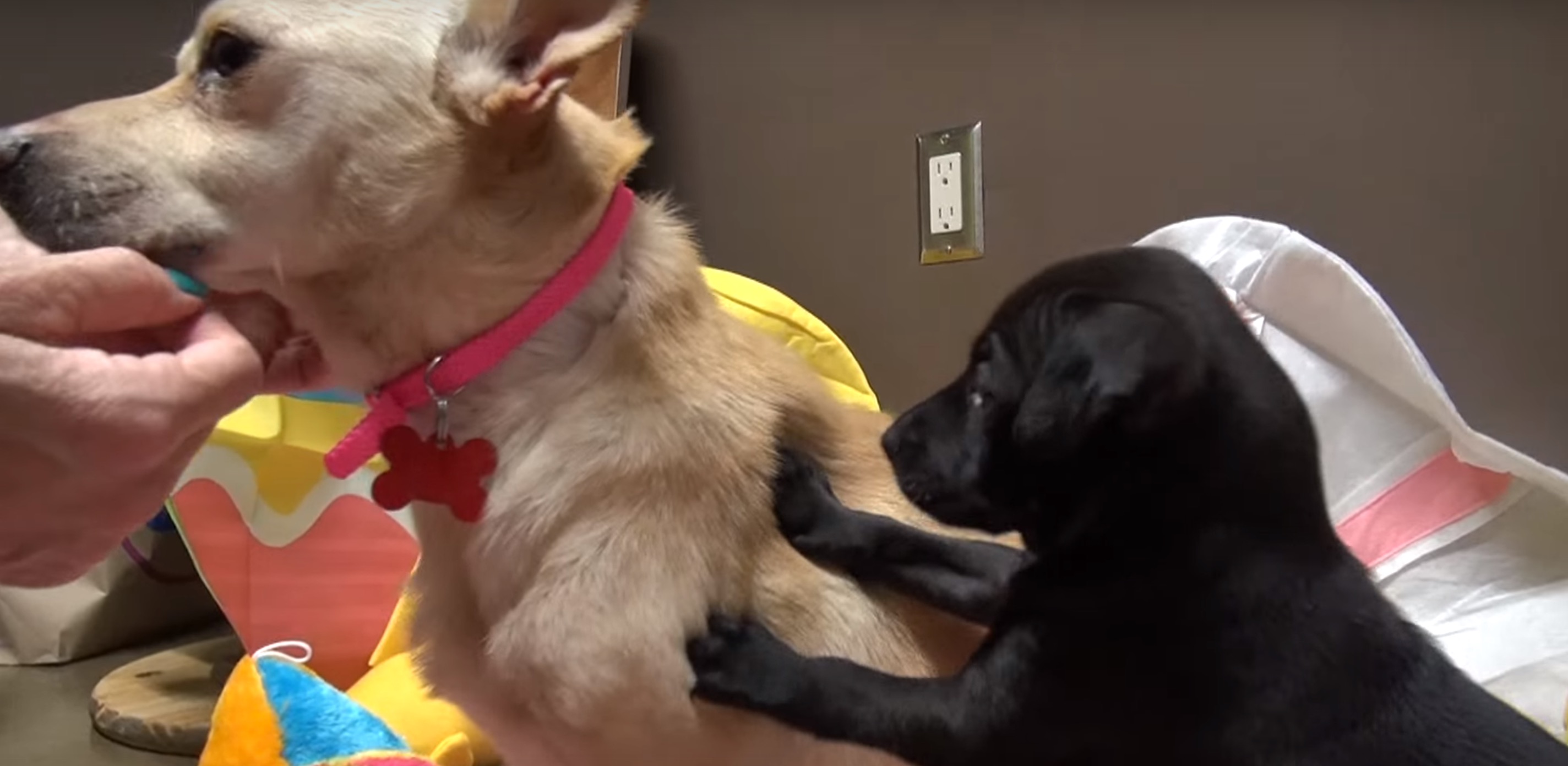 zoe-chienne-poubelle-chiot-14