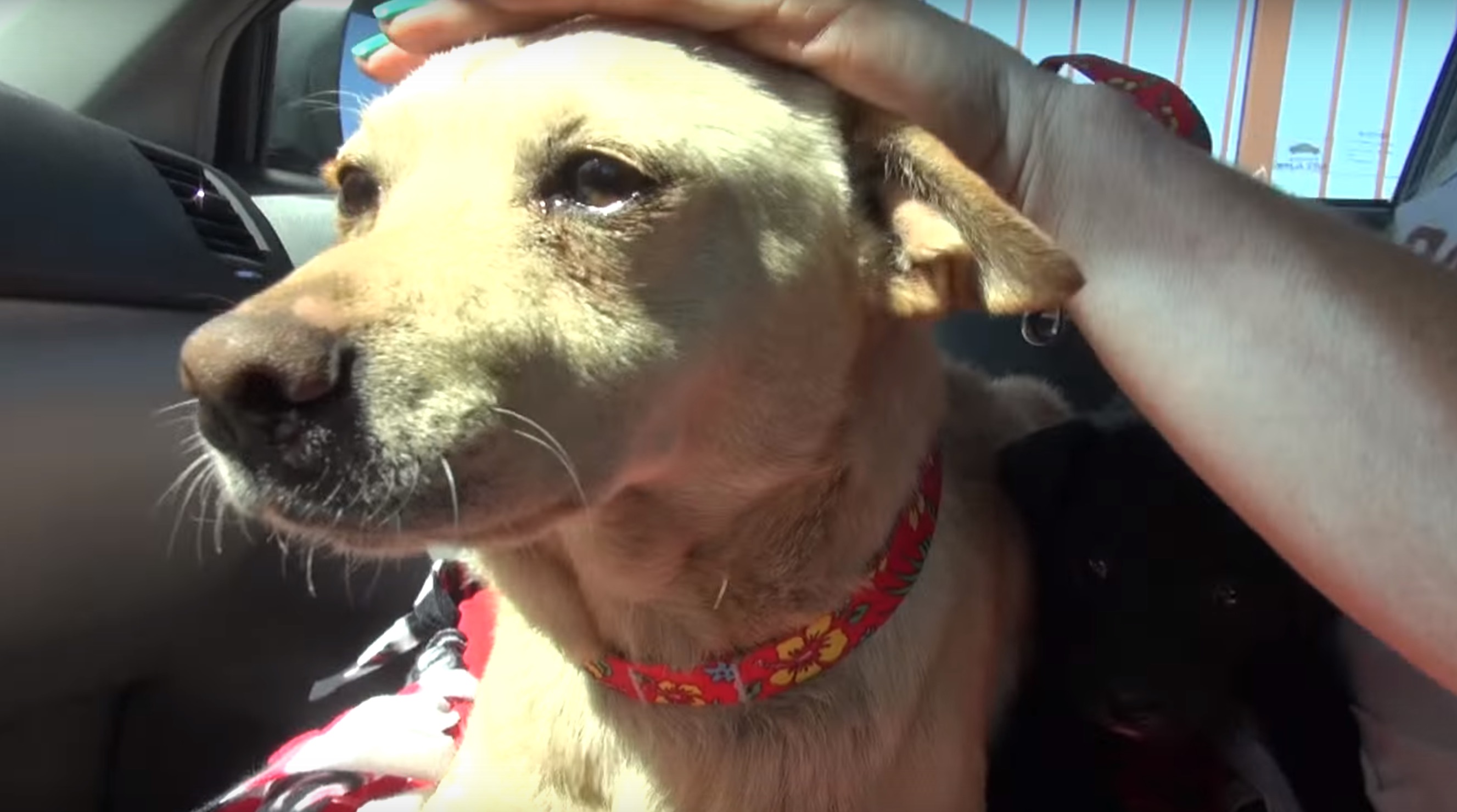 zoe-chienne-poubelle-chiot-6