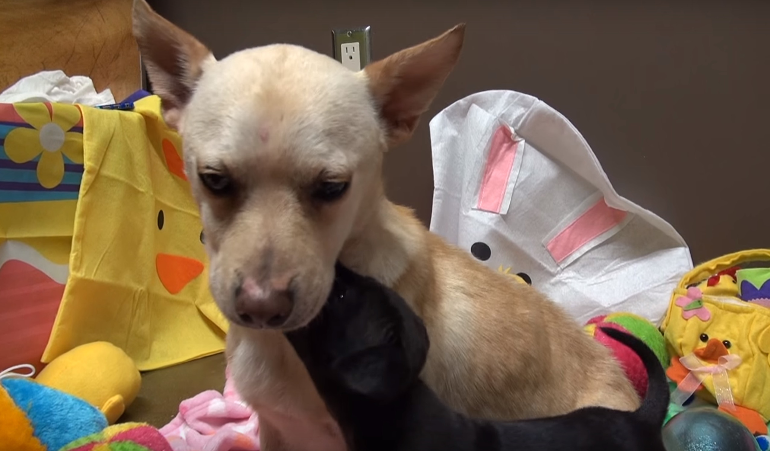 zoe-chienne-poubelle-chiot-7