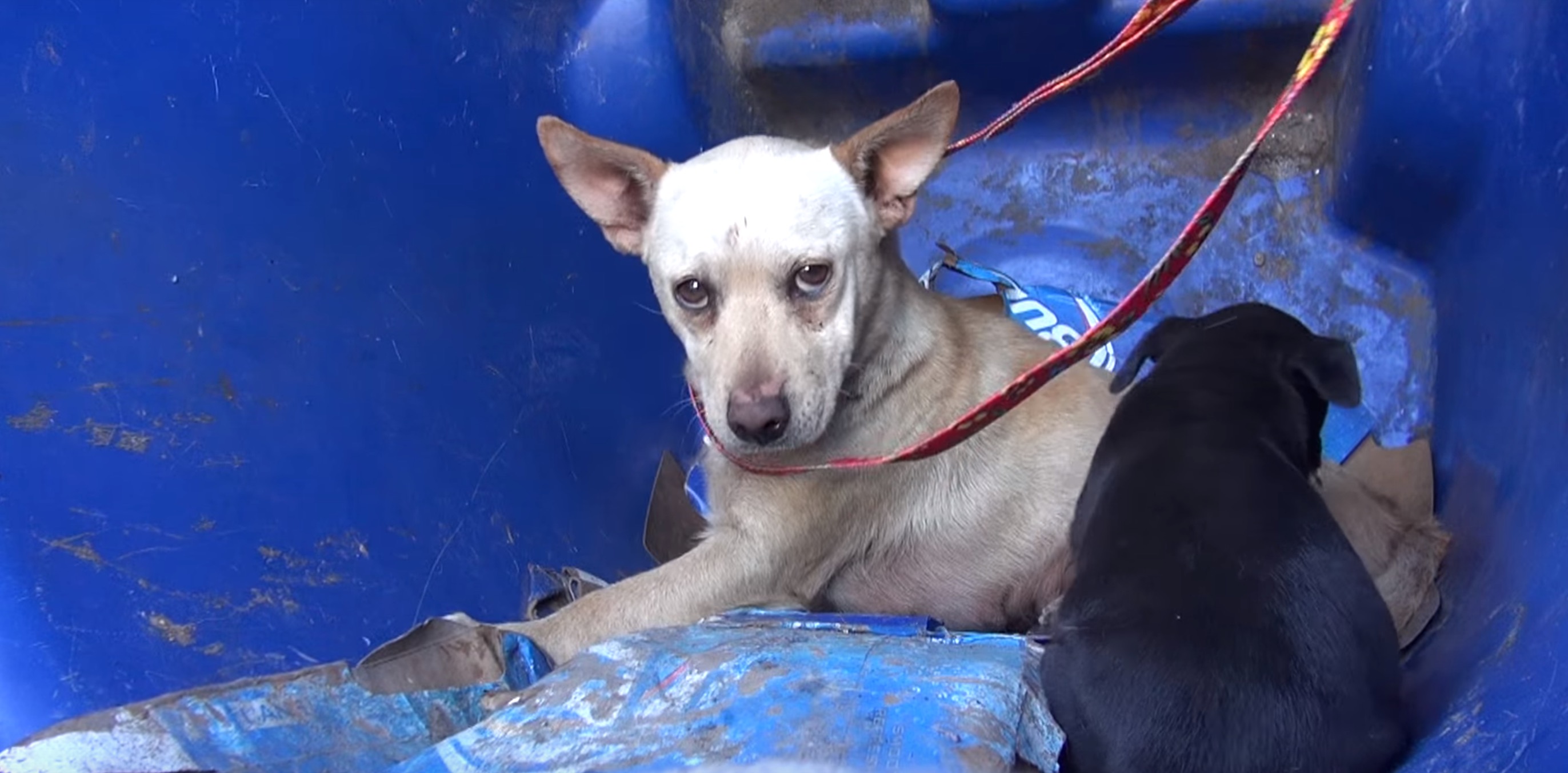 zoe-chienne-poubelle-chiot-11