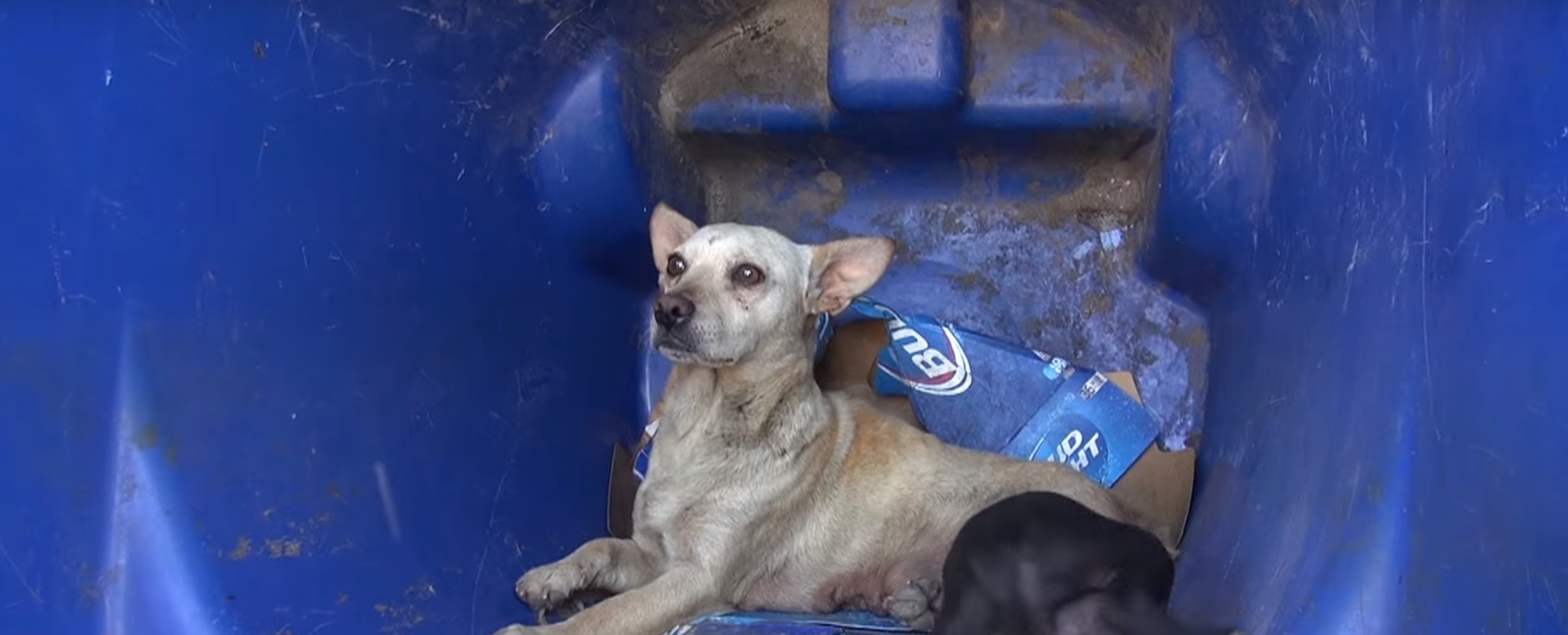 zoe-chienne-poubelle-chiot-17