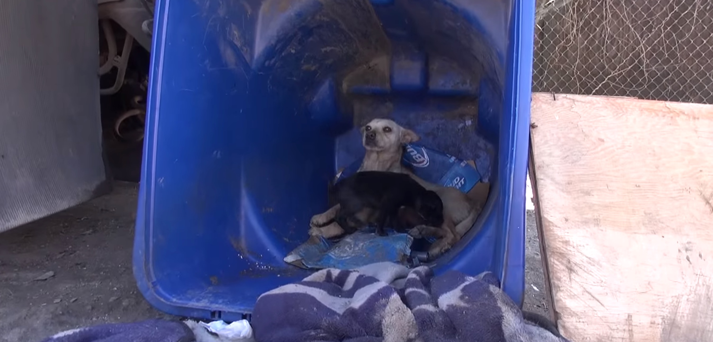 zoe-chienne-poubelle-chiot-10