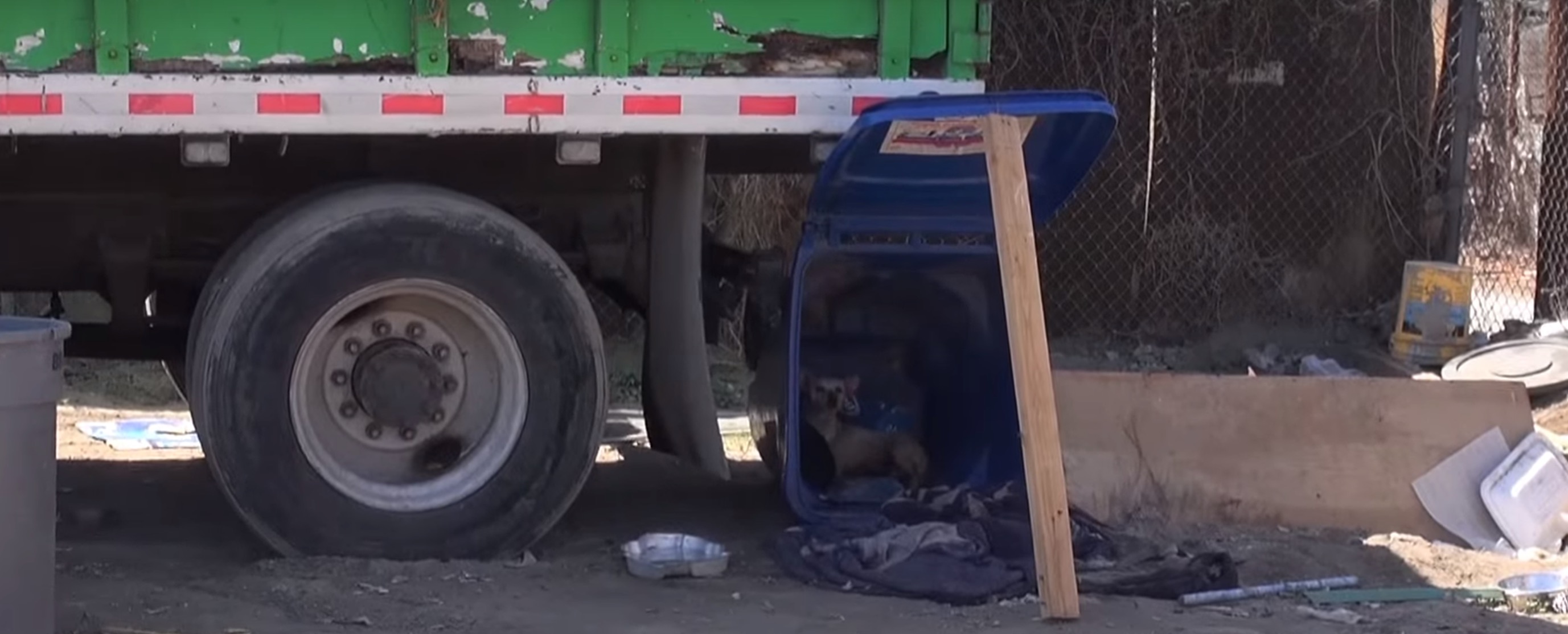 zoe-chienne-poubelle-chiot-15