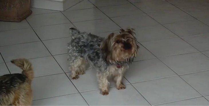 icko-yorkshire-maltraitance-21