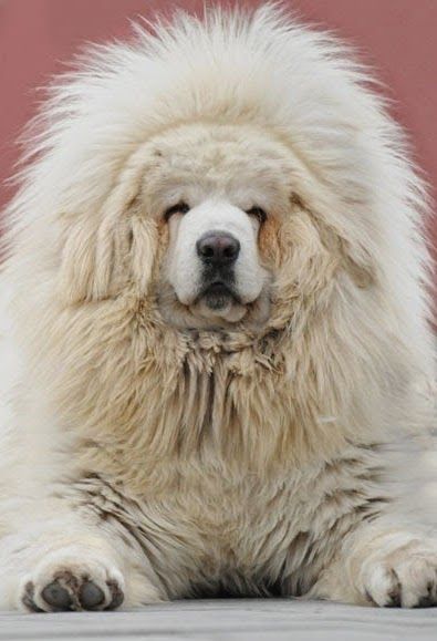 Un Dogue du Tibet au poil blanc