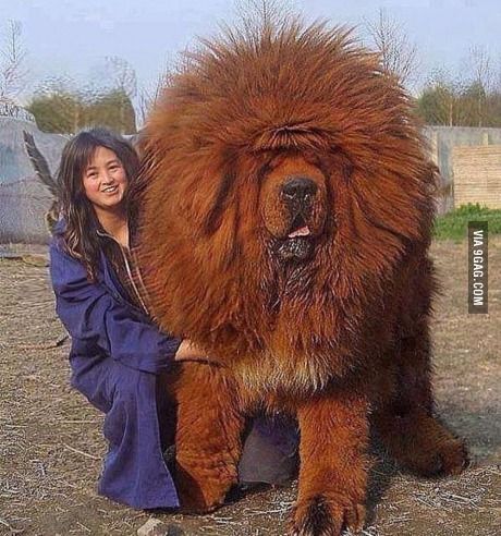Un Dogue du Tibet avec une crinière de lion, aux côté de sa maîtresse