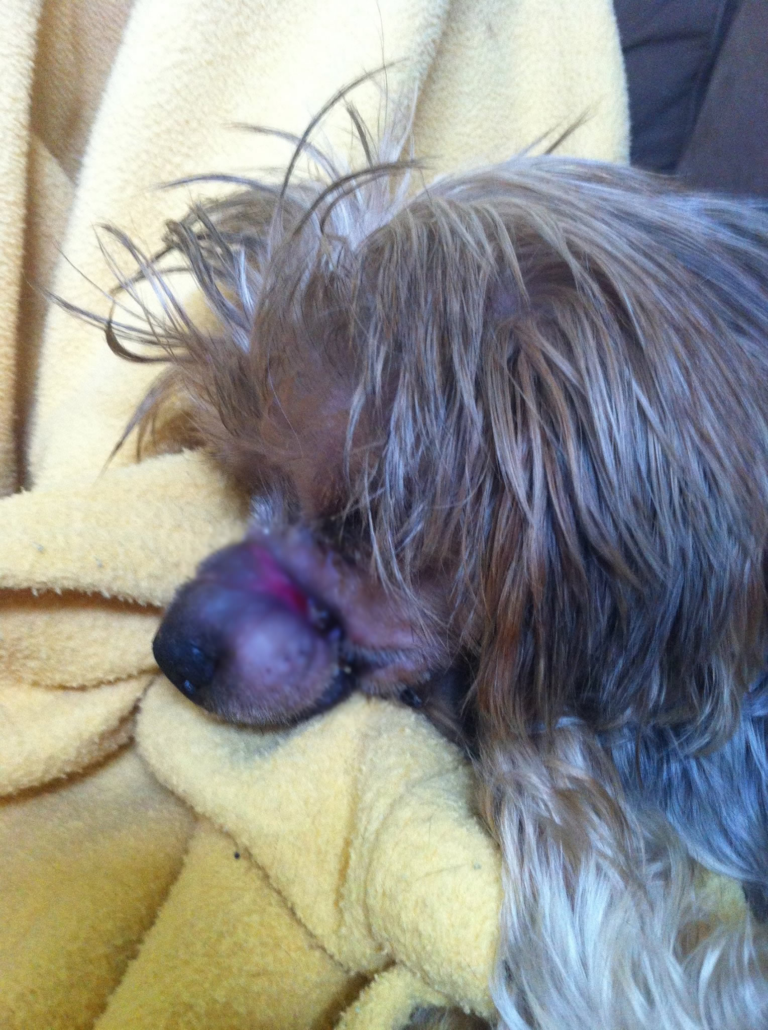 icko-yorkshire-maltraitance-6