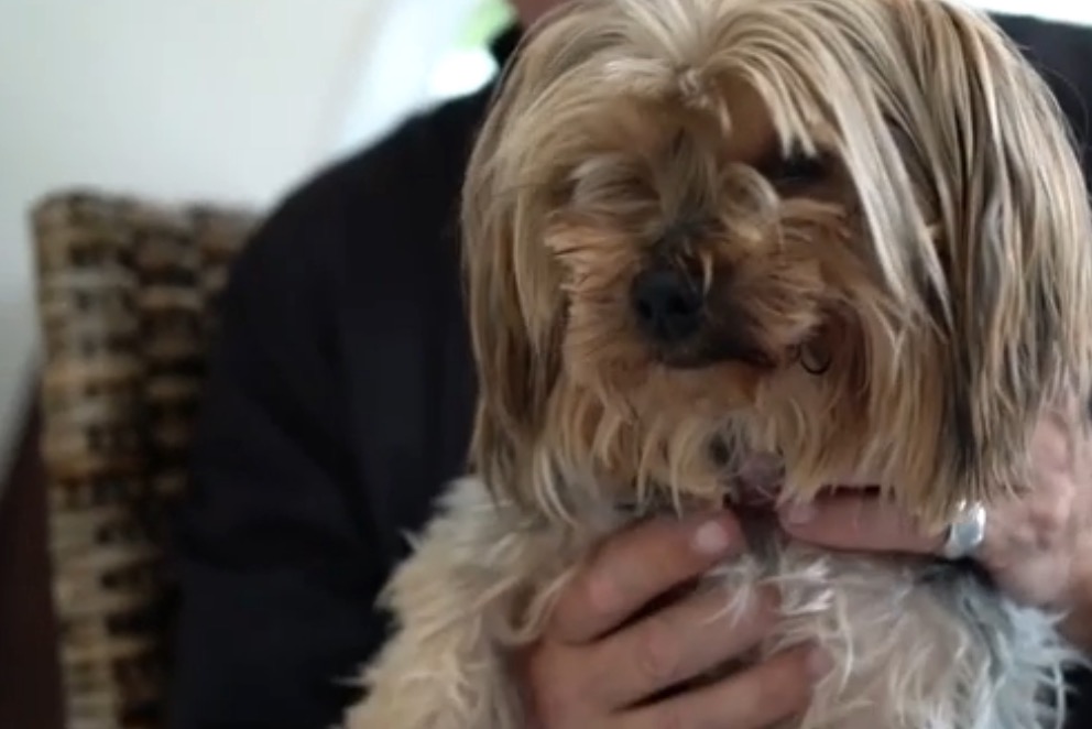 icko-yorkshire-maltraitance-13