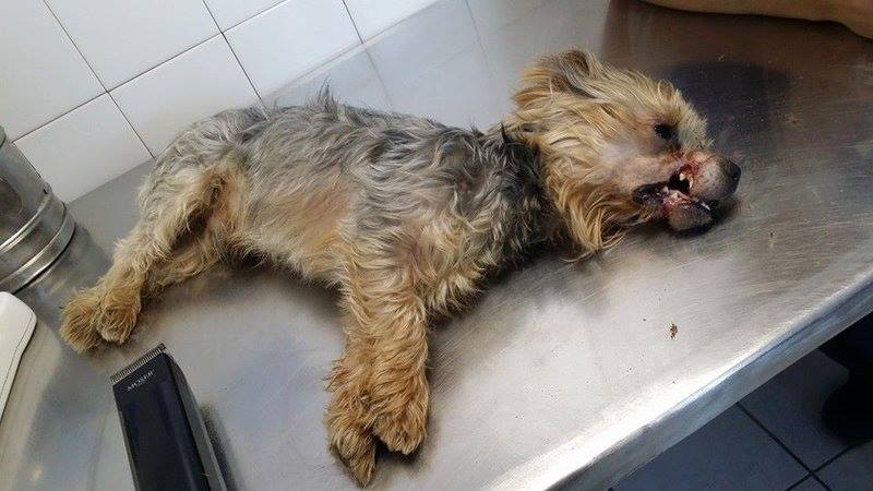 icko-yorkshire-maltraitance-7