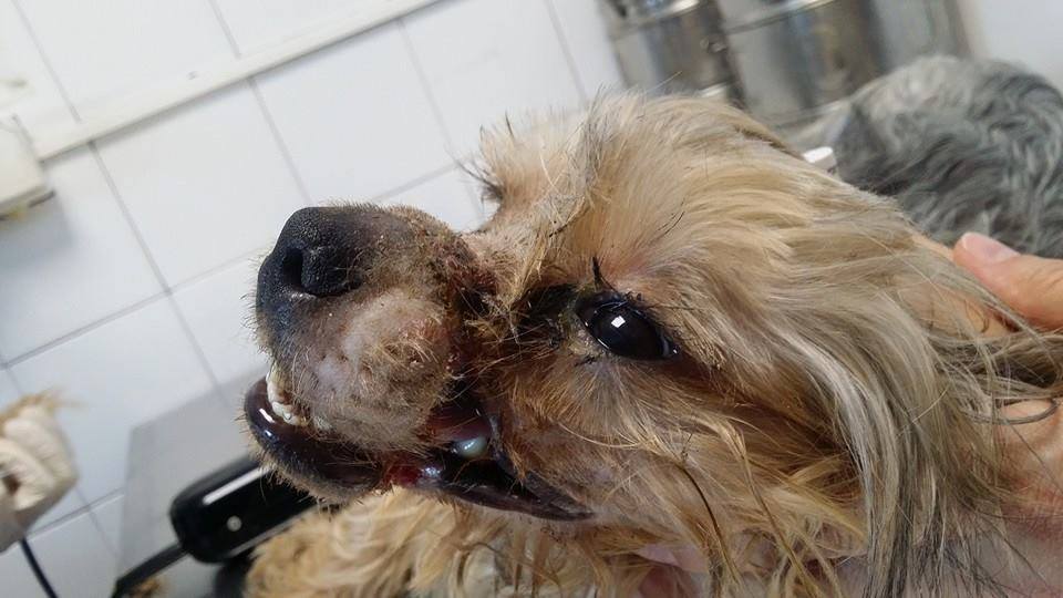 icko-yorkshire-maltraitance-4