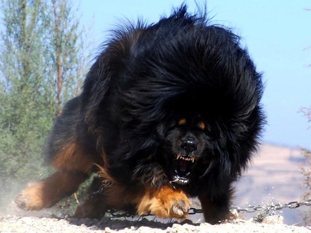 Un Dogue du Tibet en plein jeu sur le terrain de sa propriété