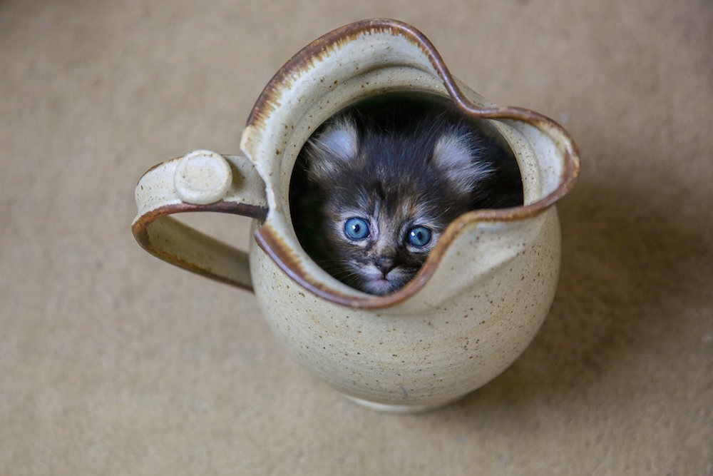 adorable-kitten-in-a-cup1