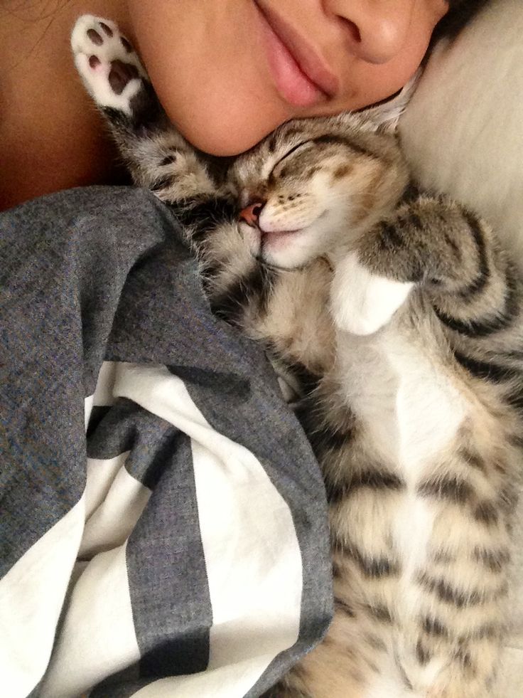 cat-cuddle