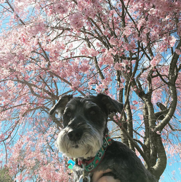 dogs-hayfever-spring-1