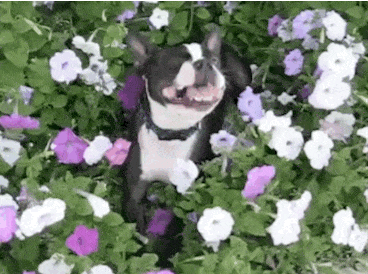 sneezing-dog