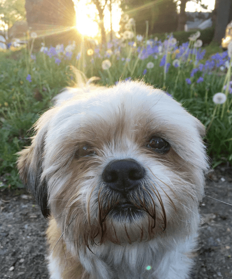 dogs-hayfever-spring-12