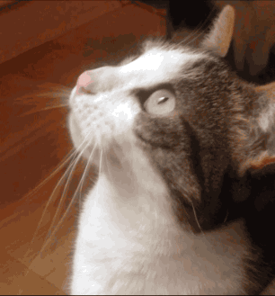 gif-minette-1