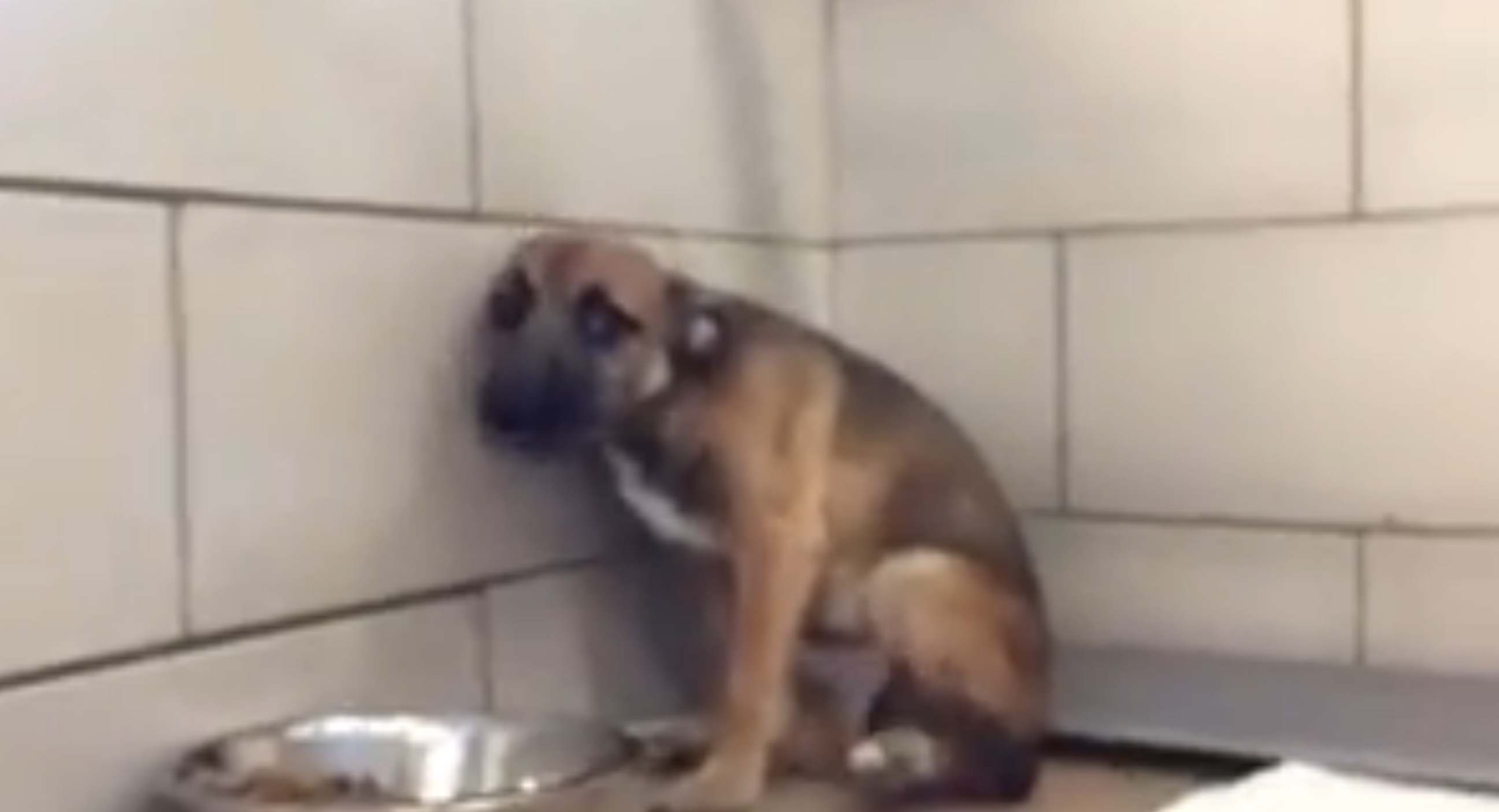 chiot-abandonne-premier-contact-4