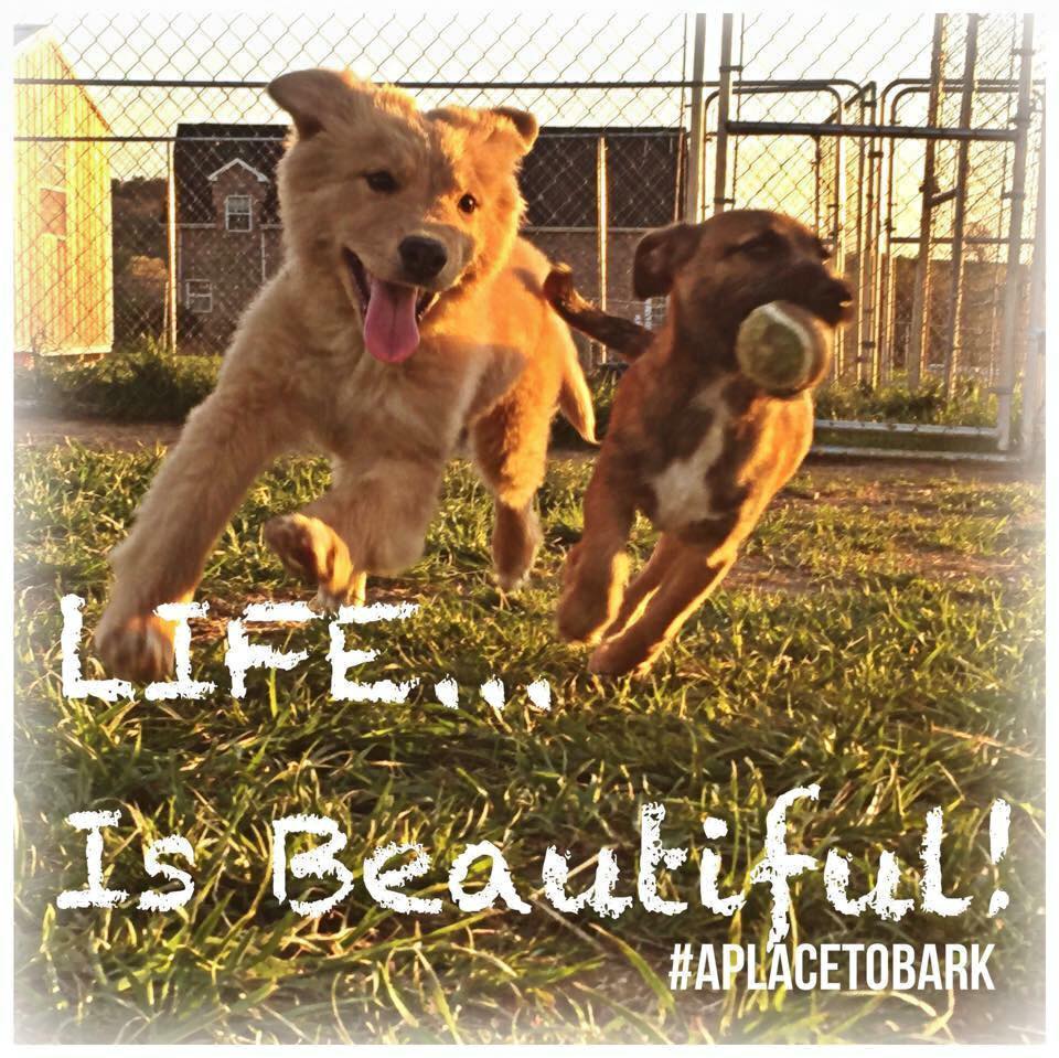 chiot-abandonne-premier-contact-6