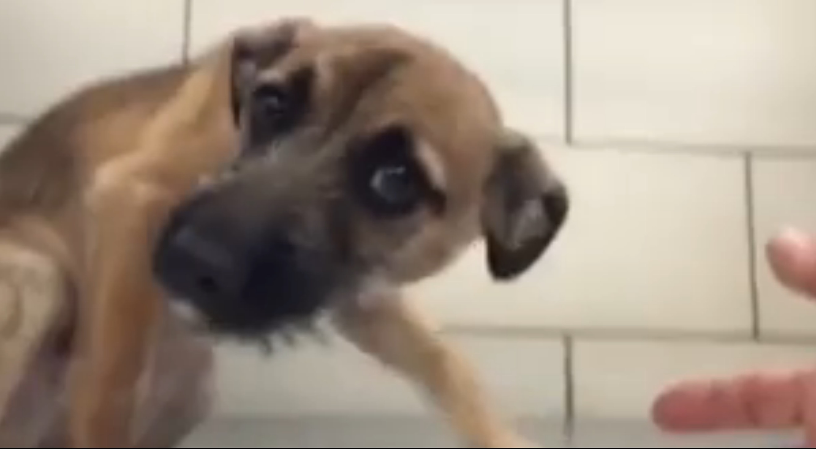 chiot-abandonne-premier-contact-3