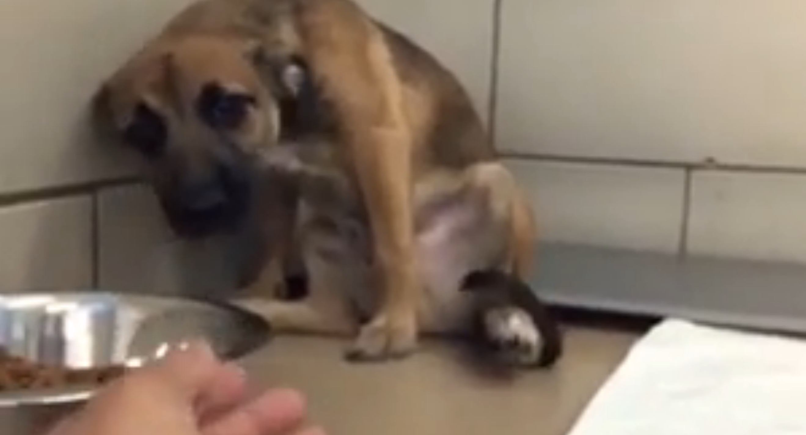 chiot-abandonne-premier-contact-5