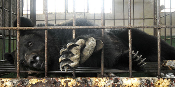 bear-bile-farm
