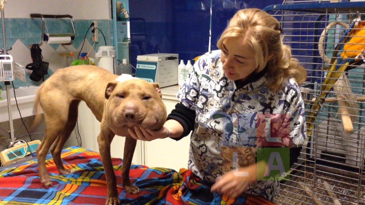 palla_italia-pitbull-58