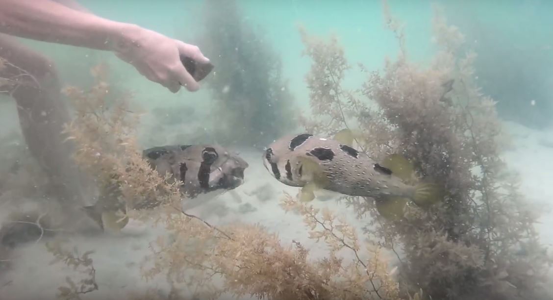 fish-friend-thailand-2