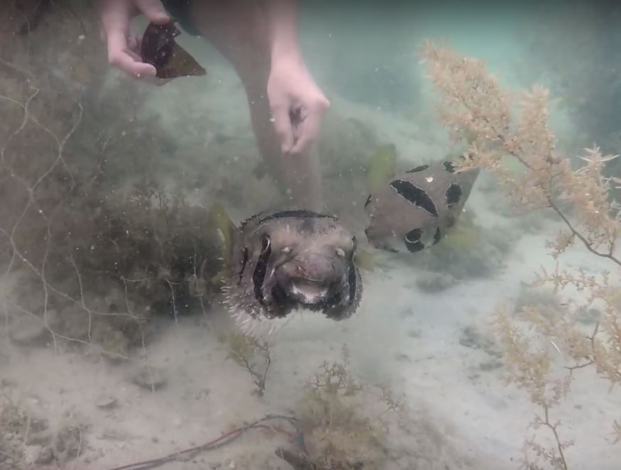 fish-friend-thailand-3